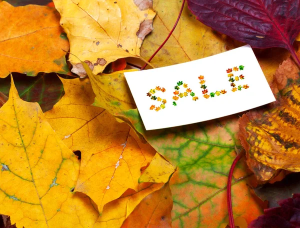 Autumn Multicolor Leaves White Price Card Word Sale Composed Autumnal — Stockfoto
