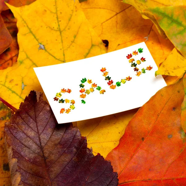 Autumn Fallen Leaves White Price Card Word Sale Composed Autumnal — Stock Photo, Image