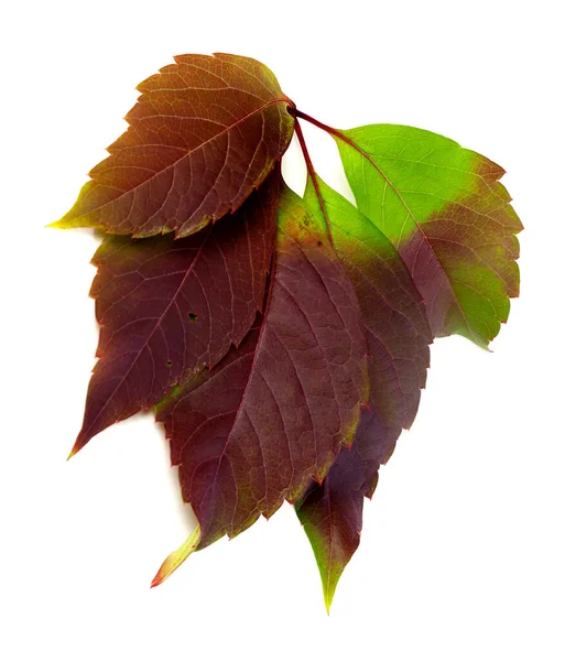 Multicolor Höstlig Vildvin Blad Parthenocissus Quinquefolia Blad Isolerad Vit Bakgrund — Stockfoto