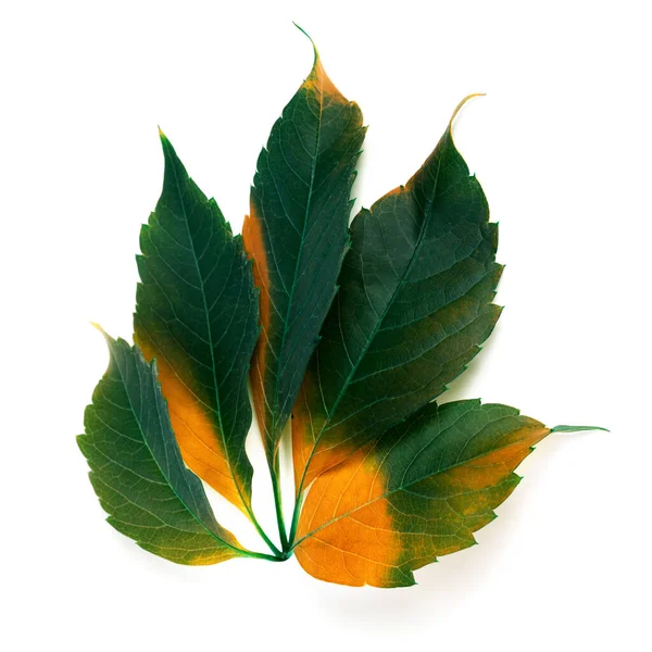 Hoja Uva Multicolor Otoño Follaje Parthenocissus Quinquefolia Aislado Sobre Fondo — Foto de Stock