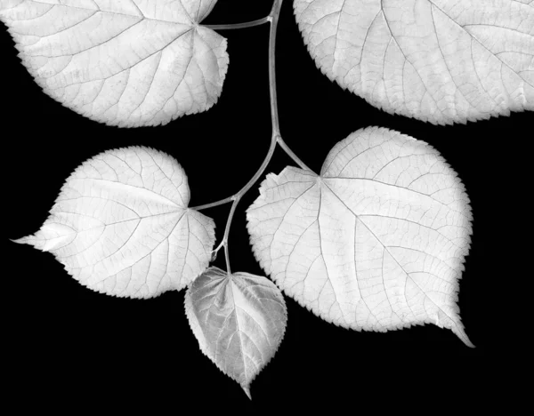 Lindenblätter Isoliert Auf Schwarzem Hintergrund Negatives Bild — Stockfoto
