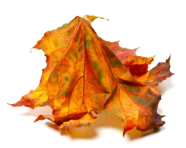 Autumn Multicolored Maple Leaf Isolated White Background — Stock Photo, Image