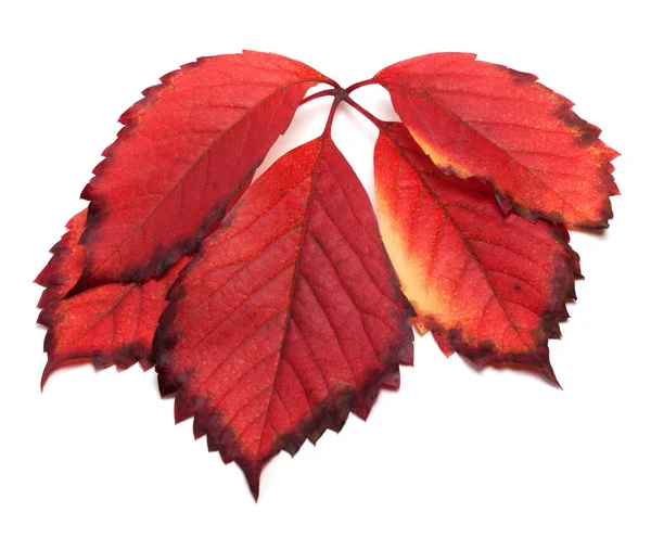 Red Autumn Leaf Virginia Creeper Leaves Isolated White Background — Stock Photo, Image