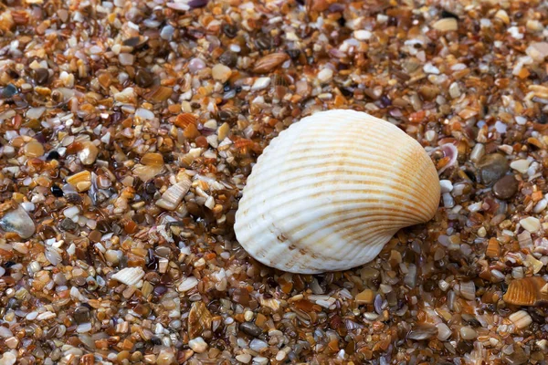 Seashell Υγρή Παραλία Καλοκαίρι — Φωτογραφία Αρχείου