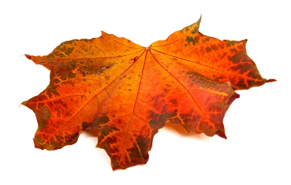 Rode Herfst Esdoorn Blad Geïsoleerd Witte Achtergrond — Stockfoto
