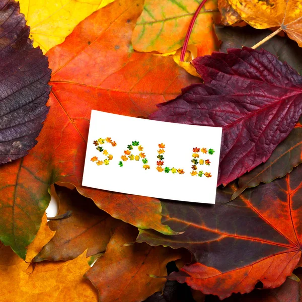Autumn Multicolored Leaves White Price Card Word Sale Composed Autumnal — Stock Photo, Image