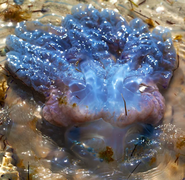 Flipped Dead Jellyfish Rhizostoma Washed Ashore Sea Shore Sun Summer — Stock Photo, Image