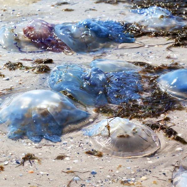 Dead Jellyfish Rhizostoma Washed Ashore Sand Beach Sunny Summer Day — Stock Photo, Image