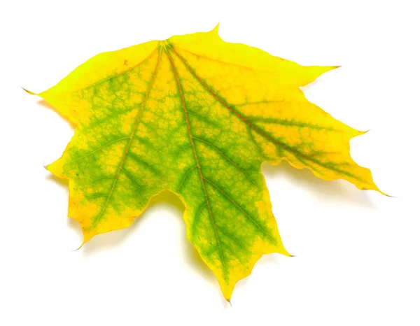 Autumn Maple Leaf Isolated White Background Close View — Stock Photo, Image