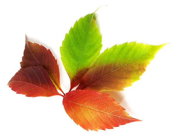 Autumn Multicolor Virginia Creeper Leaf Parthenocissus Quinquefolia Foliage Isolated White — Stock Photo, Image