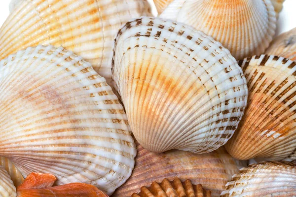 Shells of anadara at sun summer day. Natural background of seashells.