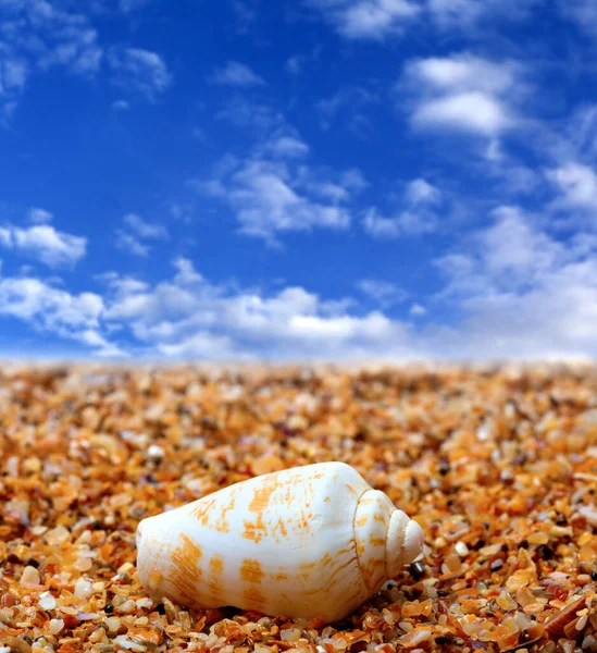 Skorupa Stożkowy Ślimak Piaskowy Plaża Błękitny Sunlight Niebo Chmury Tle — Zdjęcie stockowe