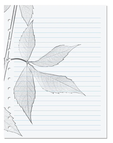 Notebook Sheet Ruler Black White Pencil Drawing Virginia Creeper Leaf — Stock Photo, Image