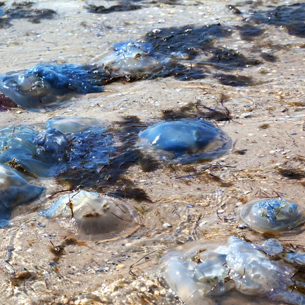 Dead Jellyfish Rhizostoma Washed Ashore Sea Shore Sunny Summer Day — Stock Photo, Image