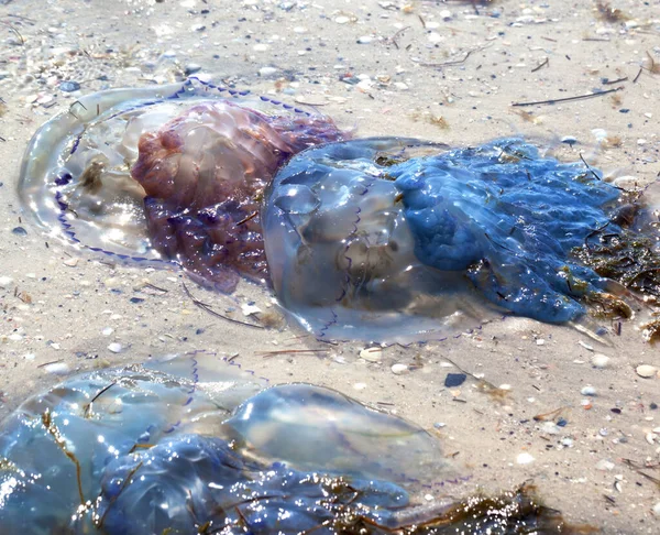 Méduses Mortes Ensoleillées Rhizostoma Échouées Sur Plage Sable Lors Une — Photo