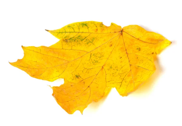 Żółty Jesienny Liść Klonu Izolacja Białym Tle — Zdjęcie stockowe