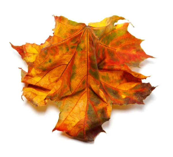 Crumpled Autumn Multicolored Maple Leaf Isolated White Background — Stock Photo, Image