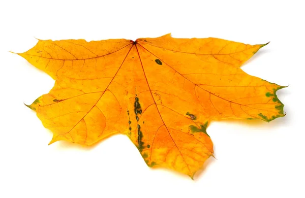 Žlutý Podzimní Javorový List Izolované Bílém Pozadí — Stock fotografie