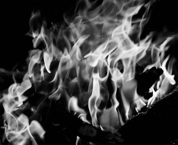 Black White Campfire Forest Evening Close View — Stock Photo, Image
