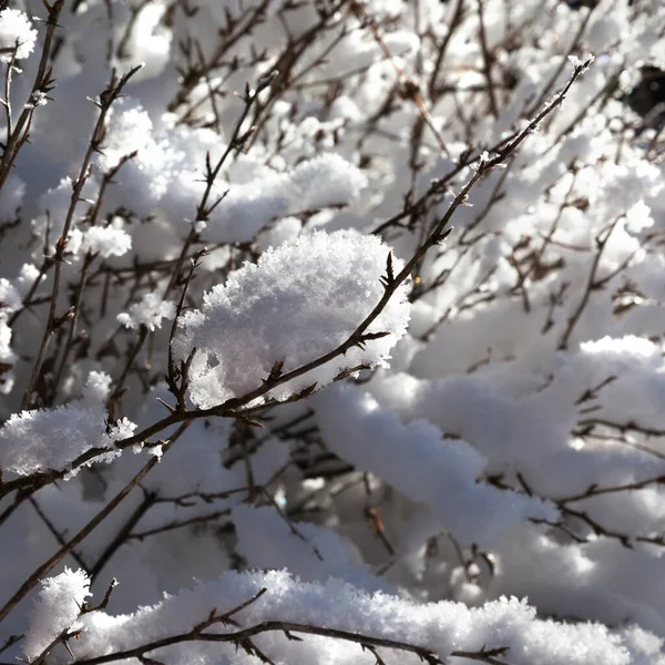 日落雪山后冬季森林积雪覆盖灌木的特写 — 图库照片