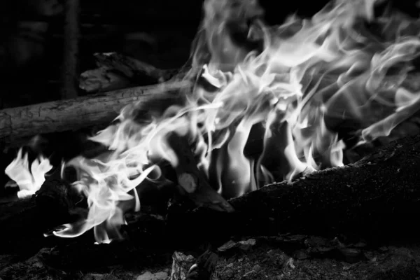 Black White View Campfire Forest Evening — Stock Photo, Image