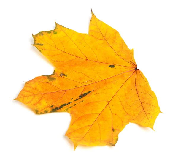 Żółty Jesień Klon Liść Izolowane Białym Tle — Zdjęcie stockowe