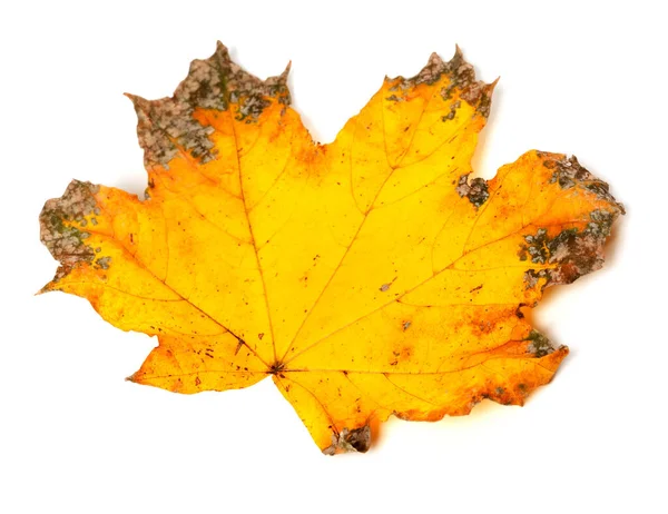 黄色の乾燥した秋のカエデの葉は白い背景に隔離されます 選択的焦点 — ストック写真