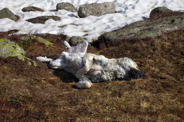 Pies Śpi Suszonej Trawie Pobliżu Pola Śniegu Słoneczny Wiosenny Dzień — Zdjęcie stockowe