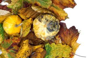 Sonbahar yapraklarında iki küçük dekoratif balkabağı. Telif uzayı ile beyaz arkaplanda izole edilmiş. Yukarıdan görüntüle.