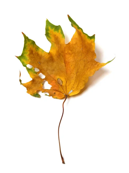 Podzimní Sušený Vícebarevný Javorový List Otvory Izolované Bílém Pozadí Pohled — Stock fotografie