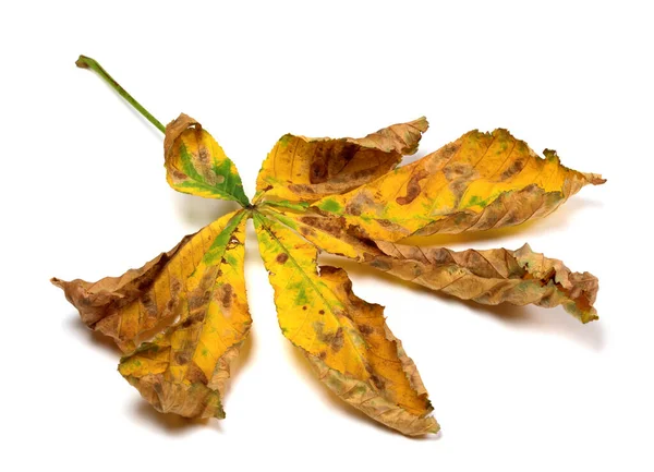 Foglia Secca Autunnale Castagno Isolato Sfondo Bianco — Foto Stock