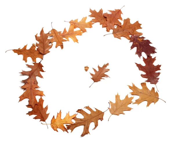 Rámeček Podzimních Sušených Dubových Listů Izolováno Bílém Pozadí — Stock fotografie