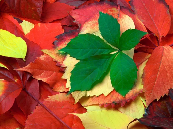 Background Multicolor Autumnal Virginia Creeper Leaves — Stock Photo, Image