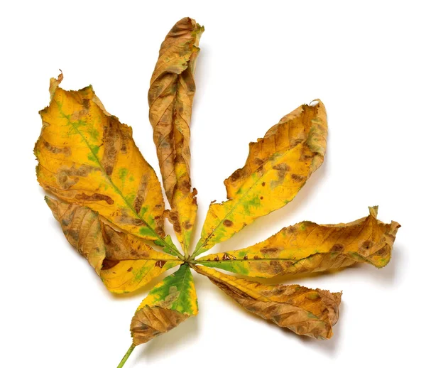 Hoja Castaño Otoño Seco Aislado Sobre Fondo Blanco —  Fotos de Stock