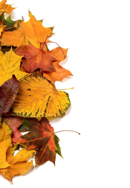 Осенние Многоцветные Листья Изолированный Белом Фоне Копировальным Пространством — стоковое фото