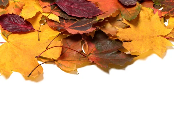 Hojas Multicolores Otoño Aislado Sobre Fondo Blanco Con Espacio Copia —  Fotos de Stock