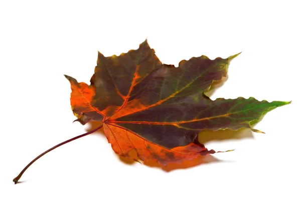 Multi Gekleurde Autumnal Esdoorn Blad Geïsoleerd Witte Achtergrond — Stockfoto