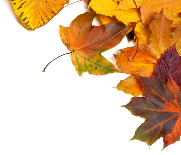 Outono Folhas Bordo Multicoloridas Isolado Fundo Branco Com Espaço Cópia — Fotografia de Stock