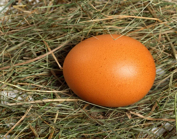 Brown Chicken Egg Nest Close View — Stock Photo, Image