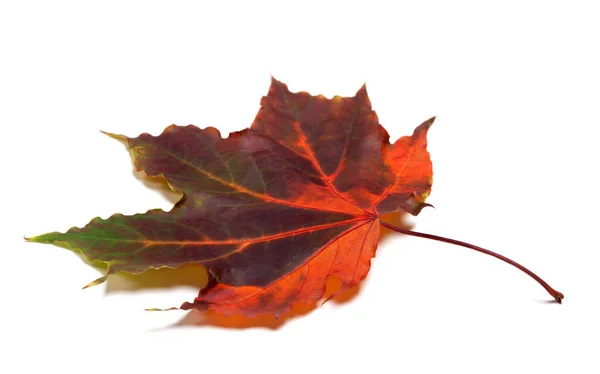 Multicolor Autumnal Maple Leaf Isolated White Background — Stock Photo, Image