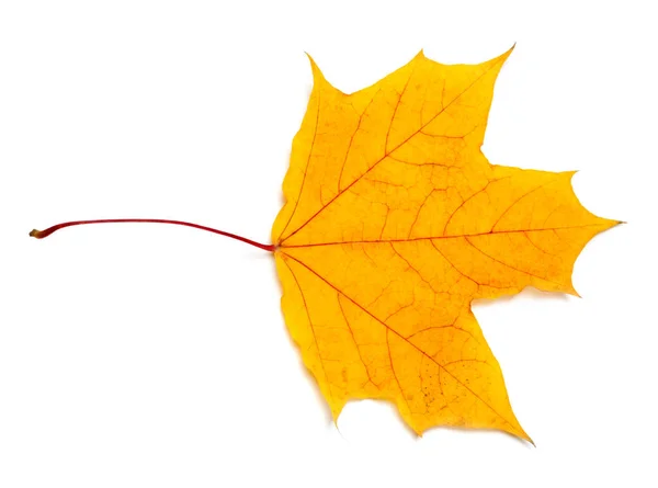 Herfst Geel Esdoorn Blad Geïsoleerd Witte Achtergrond — Stockfoto