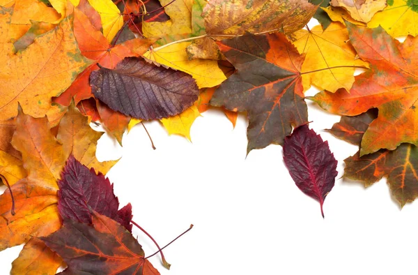 Autumn Multi Colored Maple Leaves Background View — Stock Photo, Image