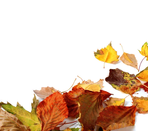 Multi Colored Autumn Dry Leafs Isolated White Background Copy Space — Stock Photo, Image