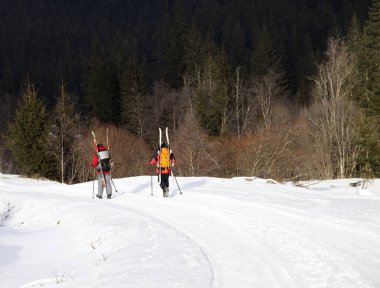 Sırt çantalı iki kayakçı kış günü köknar ormanında karlı yolda yürürler. Karpat Dağları, Ukrayna.