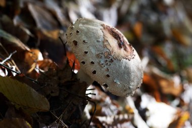 Genç şemsiye mantarı (Macrolepiota procera veya Lepiota procera) sonbahar ormanlarında kuru yapraklarla yetişir.. 