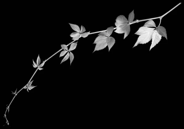 Black White Twig Grapes Leaves Parthenocissus Quinquefolia Foliage Isolated Black — Stock Photo, Image