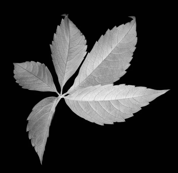 Лист Винограда Parthenocissus Quinquefolia Foliage Вид Крупным Планом Изолированный Черном — стоковое фото