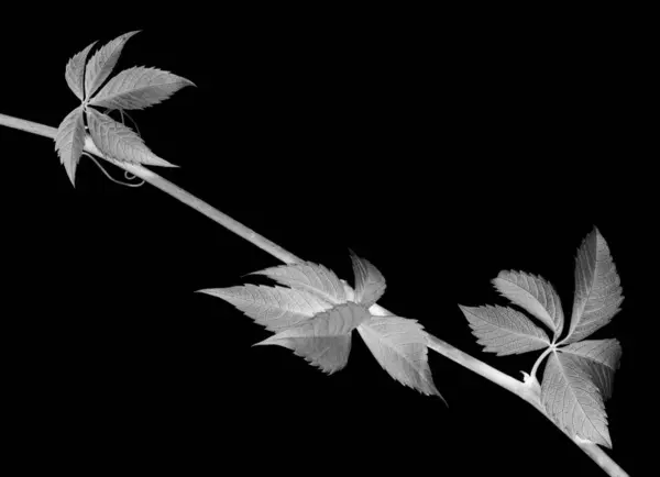 Twig Grapes Leaves Parthenocissus Quinquefolia Foliage Isolated Black Background Negative — Stock Photo, Image