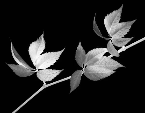 Twig Van Druivenbladeren Parthenocissus Quinquefolia Gebladerte Geïsoleerd Zwarte Achtergrond Negatief — Stockfoto