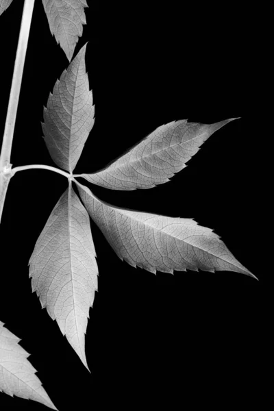 Blätter Der Herbsttraube Parthenocissus Quinquefolia Vereinzelt Auf Schwarzem Hintergrund Negatives — Stockfoto